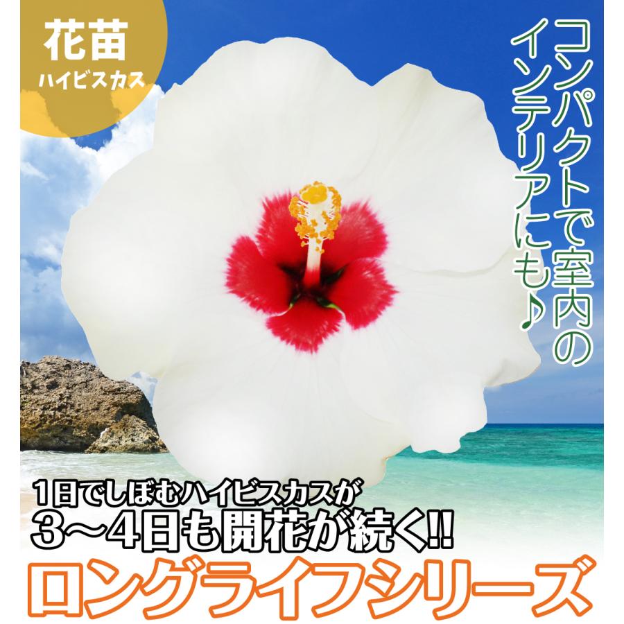 花苗 ハイビスカス アドニスホワイト 2株 : 花と緑 国華園 - 通販