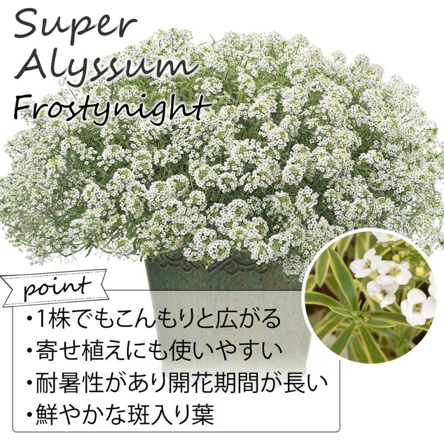 花苗 スーパーアリッサム フロスティーナイトPVP 2株 花の苗 / PW : 花