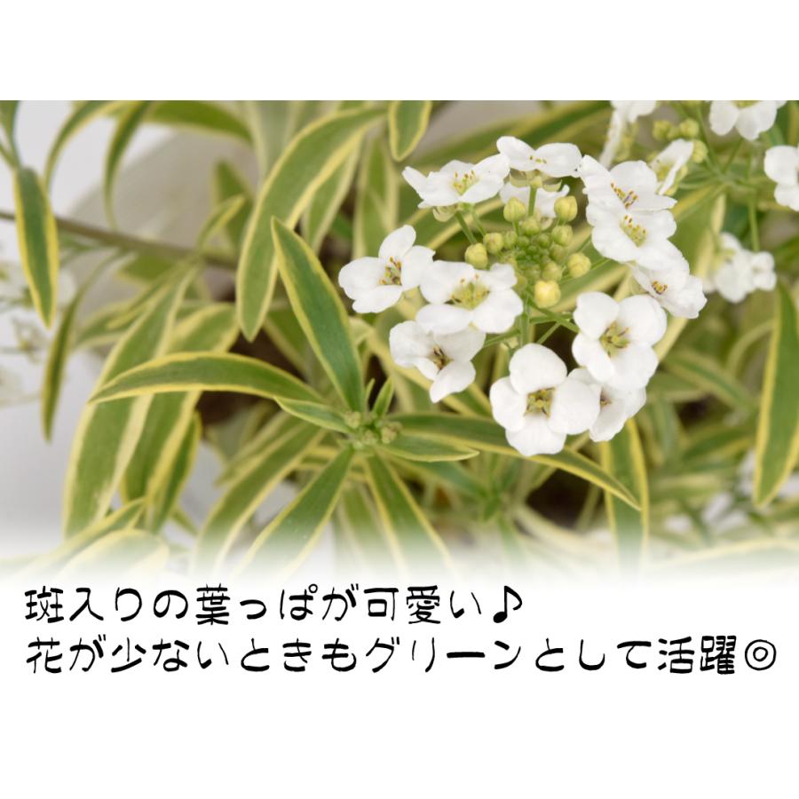花苗 スーパーアリッサム フロスティーナイトPVP 2株 花の苗 / PW : 花
