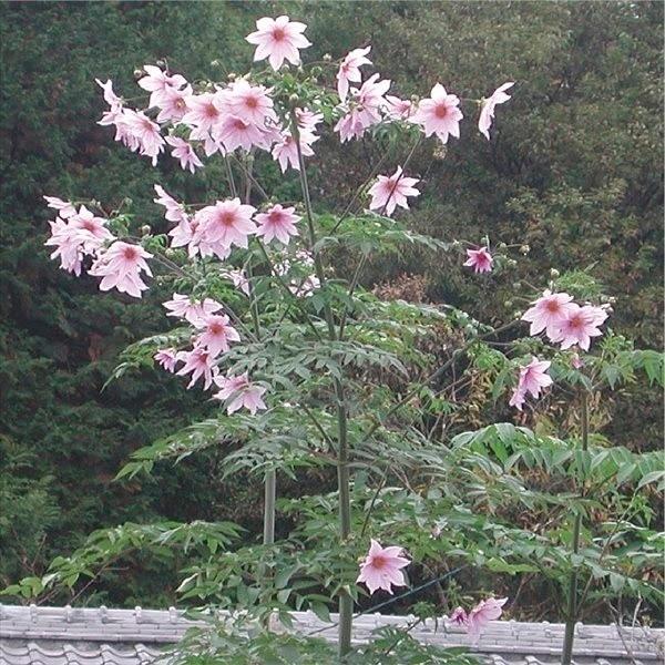 花苗 皇帝ダリア インペリアリス（一重咲き） 2株（Yahoo!・花と緑 国華園）