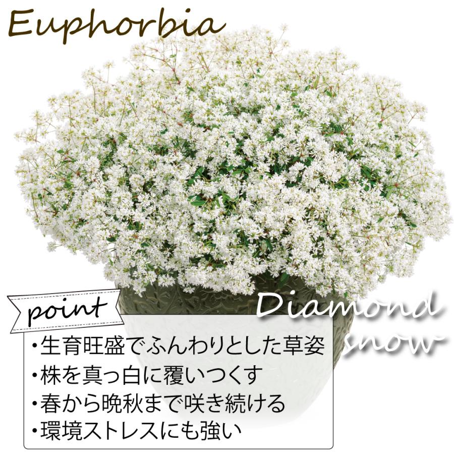 国華園 花苗 ユーフォルビア ダイアモンドスノー 品種登録出願中 2株