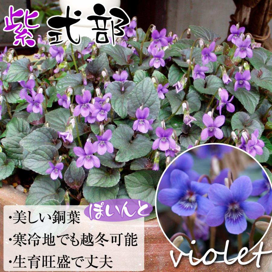 宿根スミレ 苗 紫式部 3株 花苗 菫 すみれ 宿根草 すみれの苗 21 3p2 0035 花と緑 国華園 通販 Yahoo ショッピング