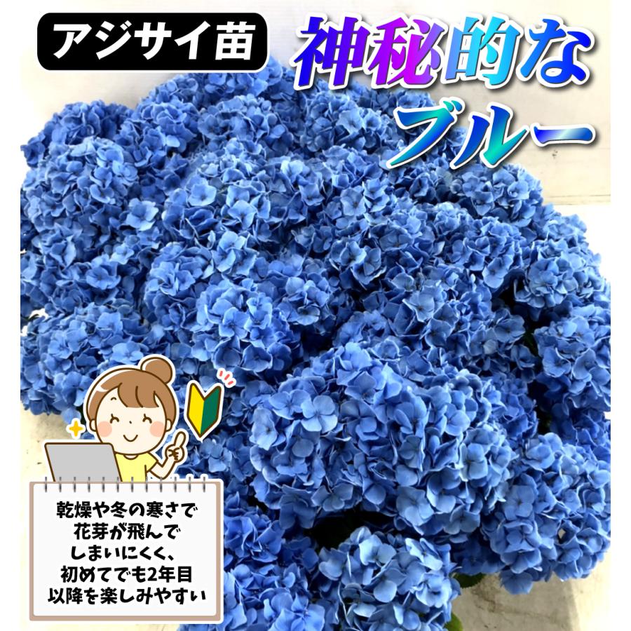 アジサイ 苗 苗木 ラピスラズリ 1株 / 紫陽花 あじさい アジサイの苗木 アジサイの木 庭木 植木 花木苗｜kokkaen｜02