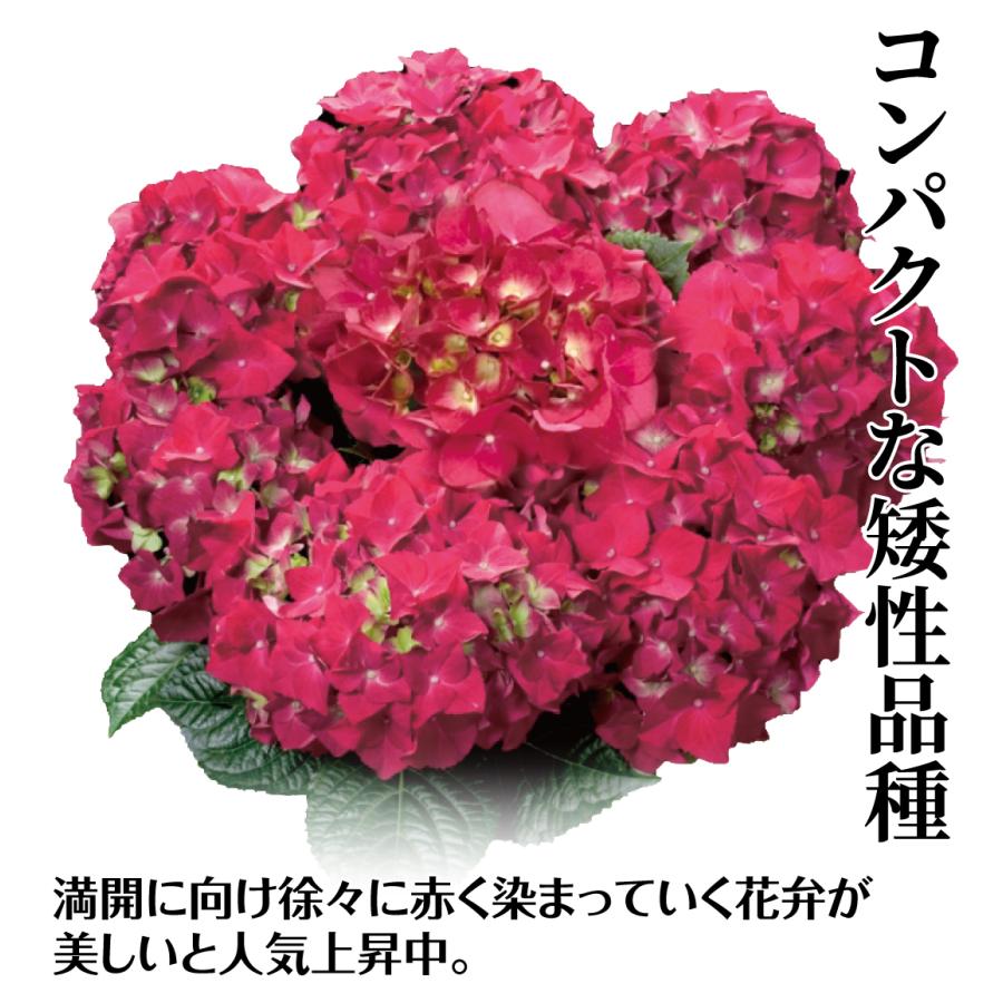 アジサイ 苗木 ホットレッド 1株 紫陽花 あじさい アジサイの苗木 21 3p4 0003 花と緑 国華園 通販 Yahoo ショッピング