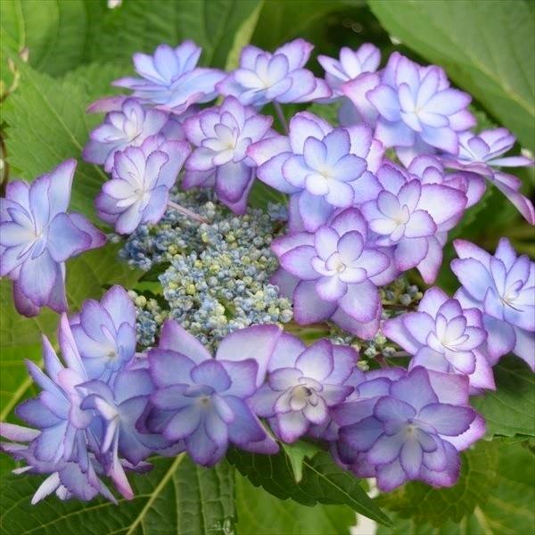 アジサイ 苗 ひな祭りPVP パープル 1株 紫陽花苗 花木苗 国華園（Yahoo!・花と緑 国華園）