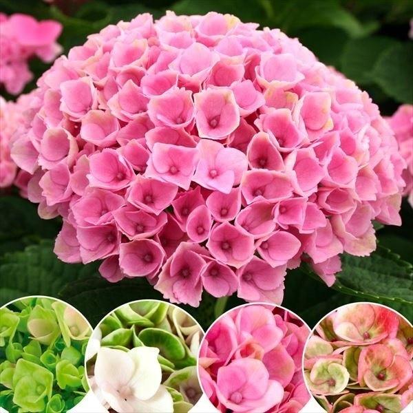 アジサイ 苗 マジカルレボリューション ピンクPVP 1株 紫陽花苗 花木苗 国華園（Yahoo!・花と緑 国華園）