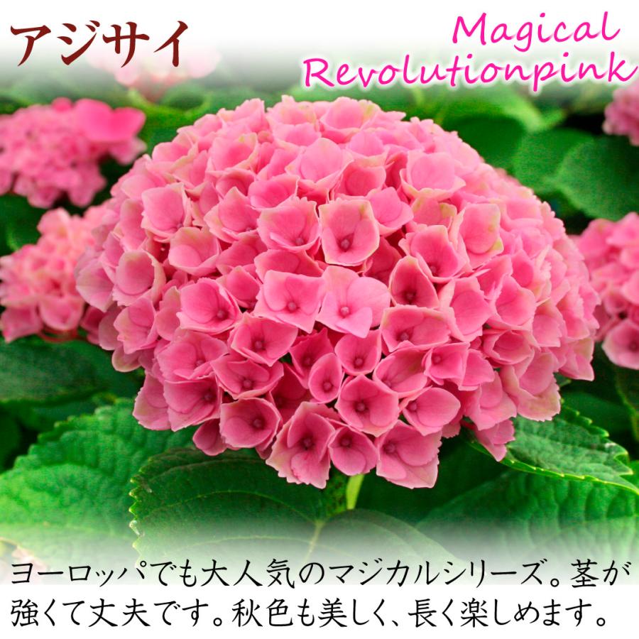 アジサイ 苗 マジカルレボリューション ピンクPVP 1株 紫陽花苗 花木苗