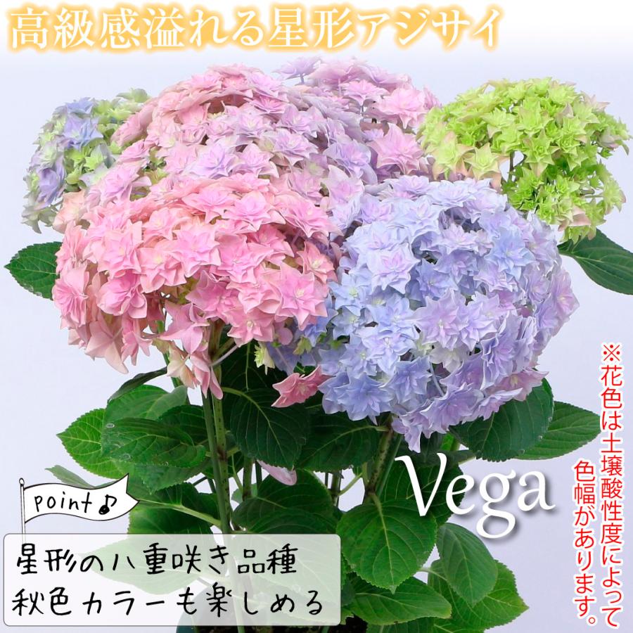 アジサイ 苗木 ベガ 品種登録出願予定 1株 アジサイの木 紫陽花 あじさい アジサイの苗木 21 3p4 0011 花と緑 国華園 通販 Yahoo ショッピング