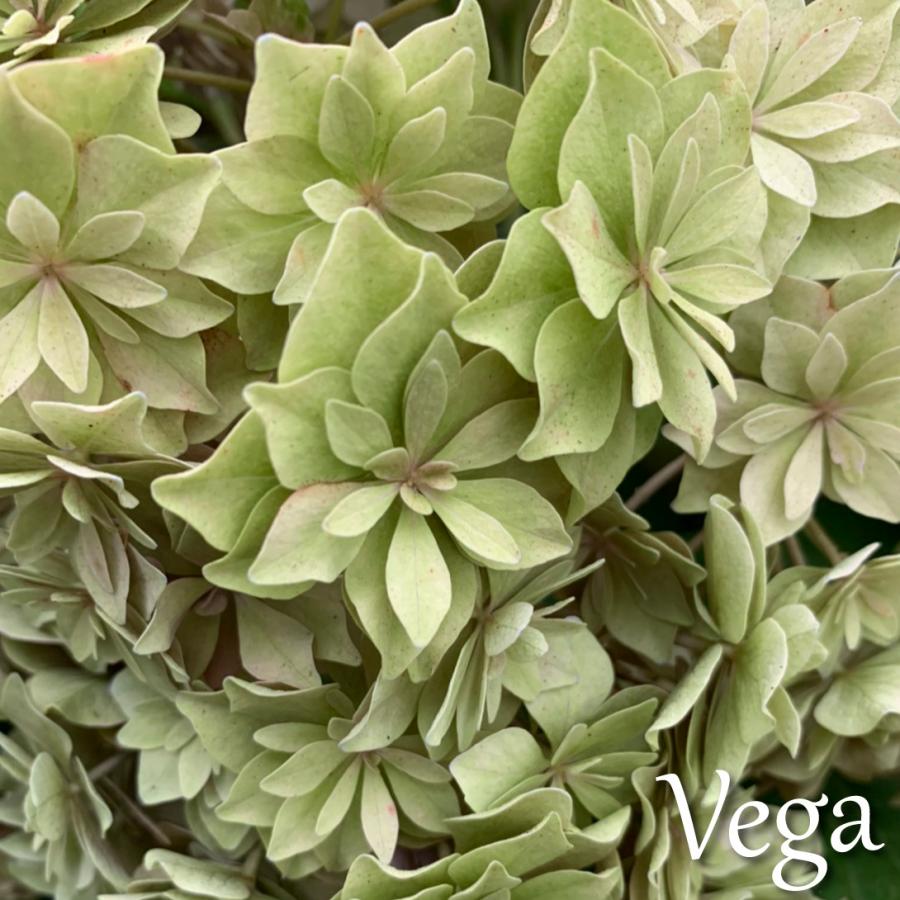 アジサイ 苗木 ベガ 品種登録出願予定 1株 アジサイの木 紫陽花 あじさい アジサイの苗木 21 3p4 0011 花と緑 国華園 通販 Yahoo ショッピング