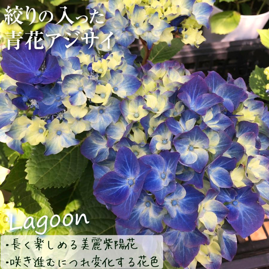 アジサイ 苗木 格安即決 ラグーン 1株 アジサイの苗木 6月発送 あじさい 紫陽花