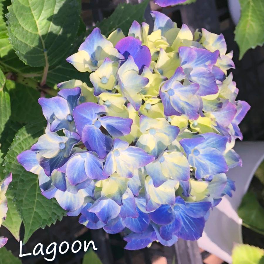 アジサイ 苗木 格安即決 ラグーン 1株 アジサイの苗木 6月発送 あじさい 紫陽花