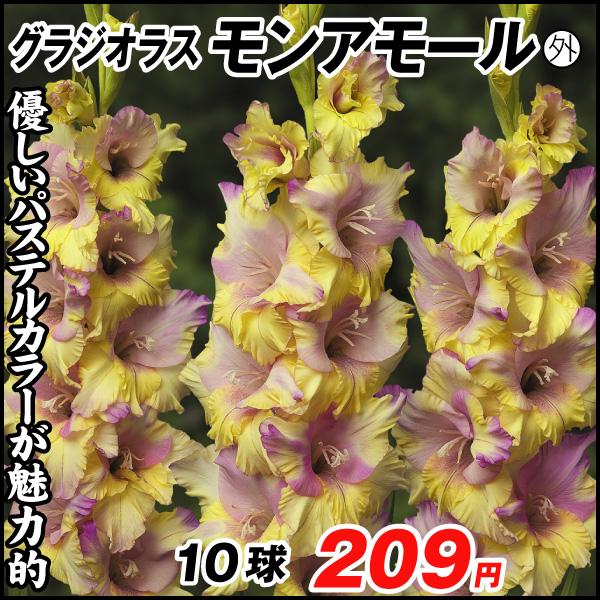 春植え球根 グラジオラス モンアモール外 10球 国華園 21 P1 0012 花と緑 国華園 通販 Yahoo ショッピング