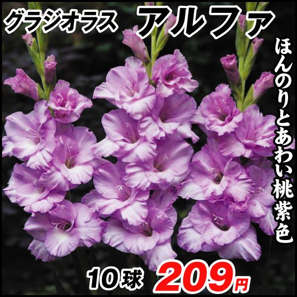 春植え球根 グラジオラス アルファ 10球 国華園 21 P1 0016 花と緑 国華園 通販 Yahoo ショッピング