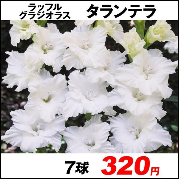 グラジオラス 球根 ラッフルグラジオラス コンカベルデ 4球 春植え球根 グラジオラスの球根 国華園 花
