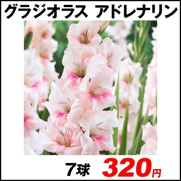 グラジオラス 球根 アドレナリン 7球 春植え球根 グラジオラスの球根 国華園 花