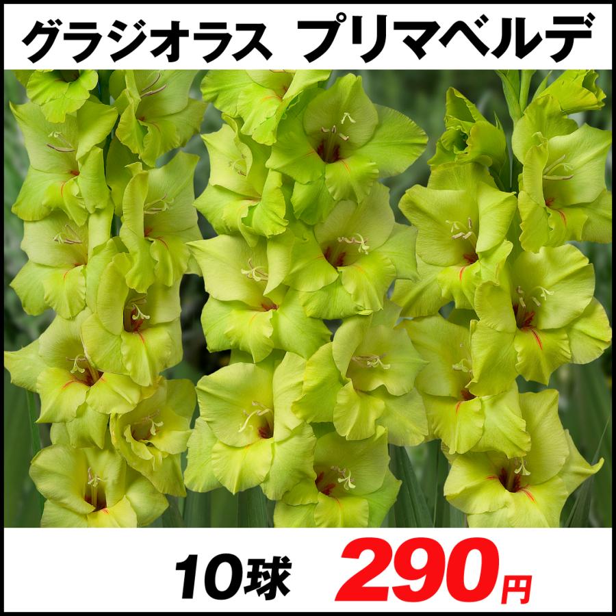 感謝価格 グラジオラス 球根 プリマベルデ 10球 春植え球根 グラジオラスの球根 国華園 Lubarda Edu Me