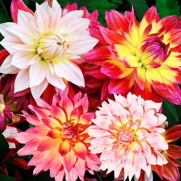 新品本物 ダリア 球根 富雅 中輪 1球 春植え球根 咲き分け ダリアの球根 国華園