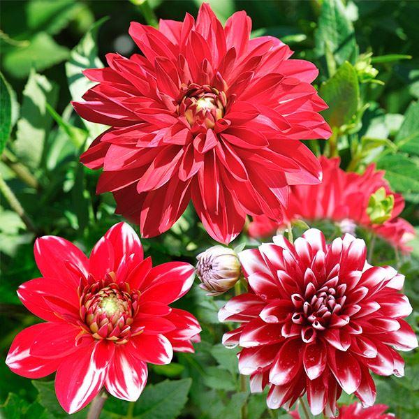 ダリア 球根 花笠乙女 中輪 1球 春植え球根 ダリアの球根 咲き分け