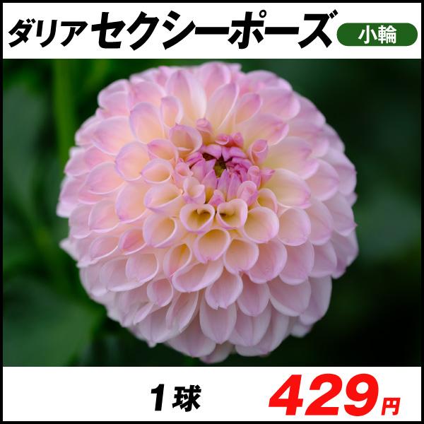 春植え球根 ダリア セクシーポーズ 小輪 1球 国華園 21 P1 0053 花と緑 国華園 通販 Yahoo ショッピング