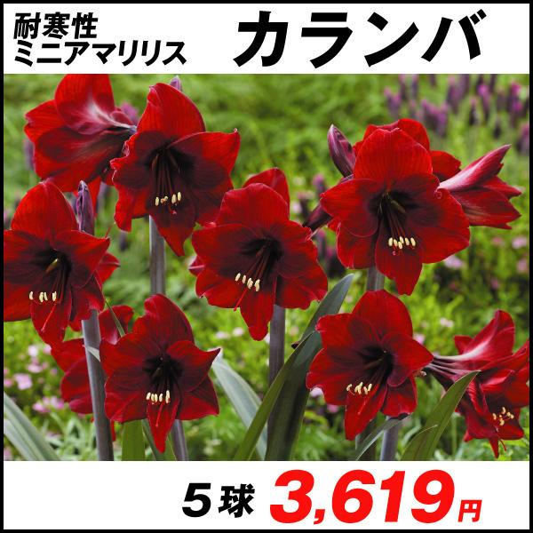 春植え球根 耐寒性ミニアマリリス カランバ 5球 国華園 21 P1 0080 花と緑 国華園 通販 Yahoo ショッピング