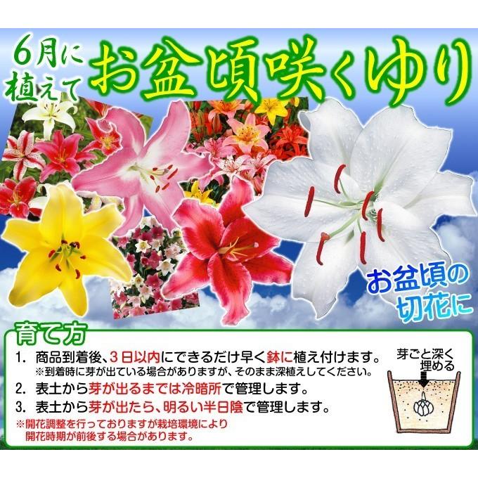 球根 花ユリ 8月咲レッドカサブランカ パラッツォ 9球 国華園 21 P1 0164 花と緑 国華園 通販 Yahoo ショッピング