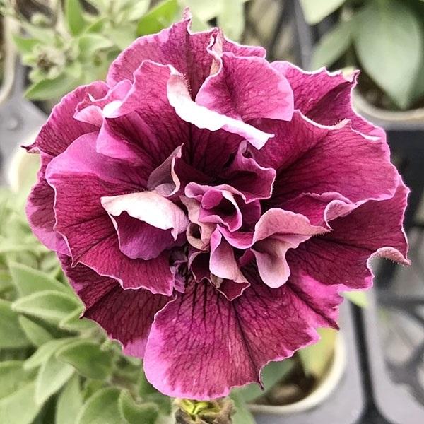 ペチュニア 苗 八重咲ペチュニア ジュリエット モダンワイン 2株 花苗 ペチュニアの苗 八重咲き 21 P2 0010 花と緑 国華園 通販 Yahoo ショッピング