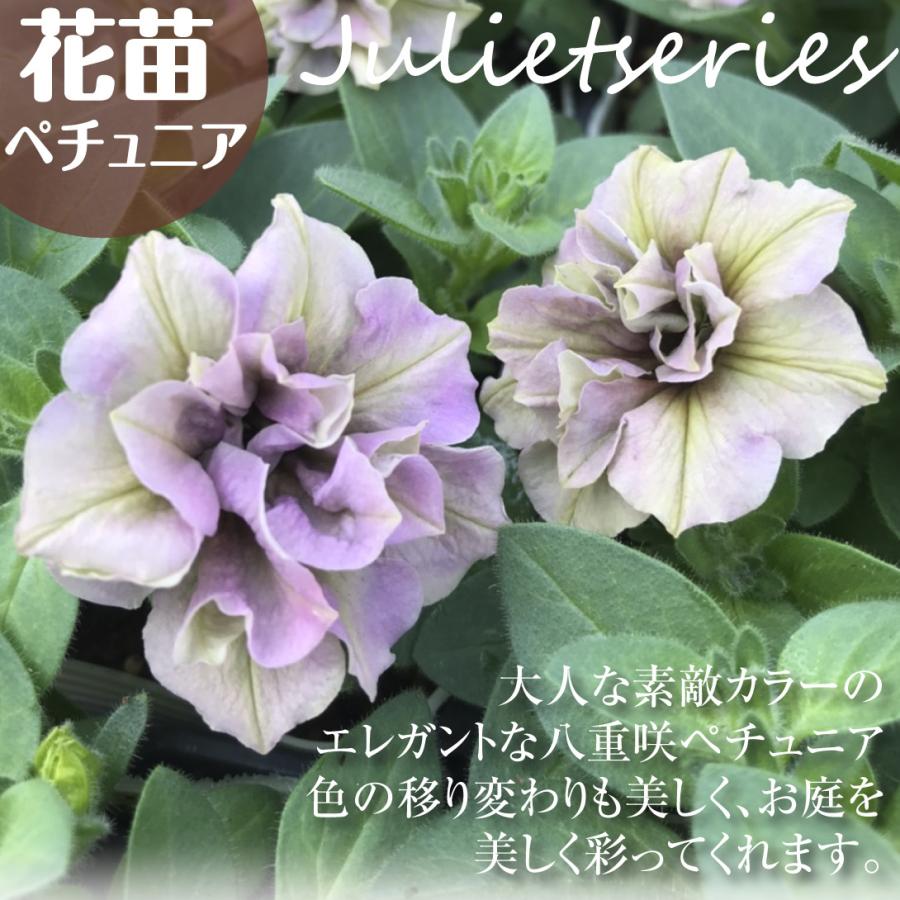 ペチュニア 苗 八重咲ペチュニア ジュリエット イエローベージュ 2株 花苗 ペチュニアの苗 八重咲き 21 P2 0011 花と緑 国華園 通販 Yahoo ショッピング
