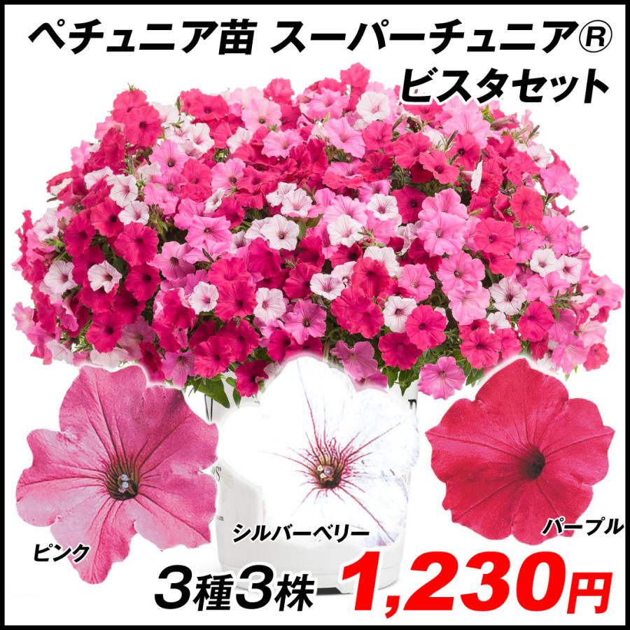 ペチュニア 苗 スーパーチュニアr ビスタセット 3種3株 花苗 Pw ペチュニアの苗 21 P2 0021 花と緑 国華園 通販 Yahoo ショッピング