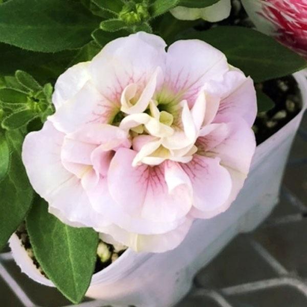 ペチュニア 苗 八重咲ペチュニア フェアリーブーケ 2株 花苗 ペチュニアの苗 八重咲き 21 P2 0024 花と緑 国華園 通販 Yahoo ショッピング