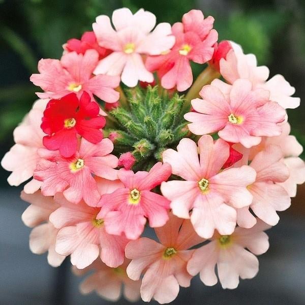 花苗 スーパーベナR ピーチメルバ 2株 / PW（Yahoo!・花と緑 国華園）