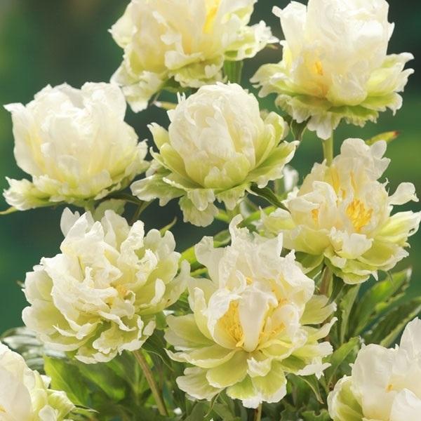 花苗 アメリカシャクヤク グリーンハロー 1株 / 花の苗 アメリカ芍薬 花木（Yahoo!・花と緑 国華園）
