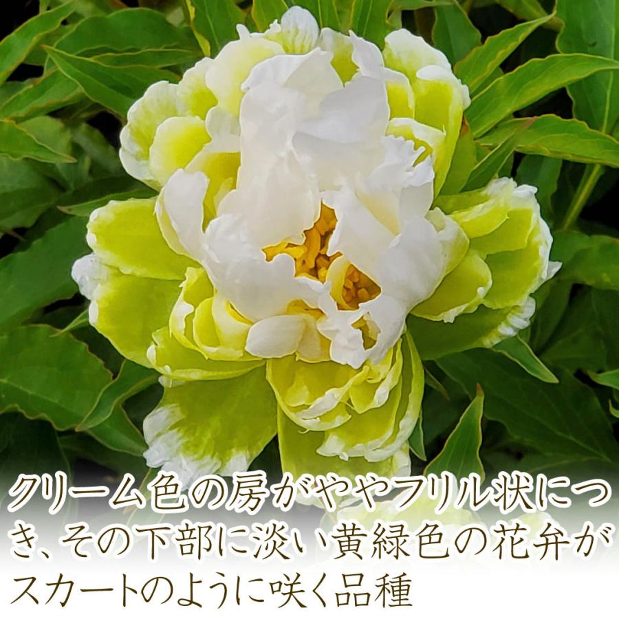 花苗 アメリカシャクヤク グリーンハロー 1株 / 花の苗 アメリカ芍薬