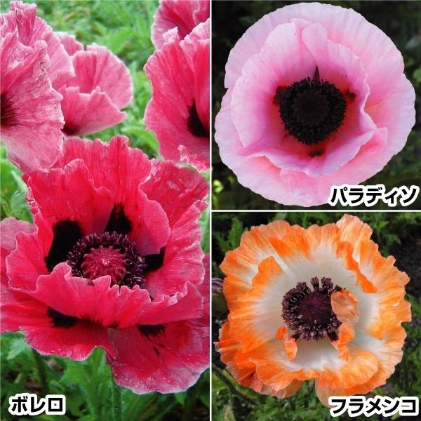 花苗 オリエンタルポピーセット 3種3株 Yvesbilodeaudessinateur Com