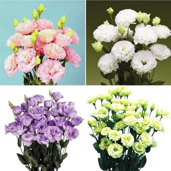 トルコキキョウ 苗 フリル咲きミックス 花色無選別 3株 花苗 トルコキキョウの苗 21 P2 0074 花と緑 国華園 通販 Yahoo ショッピング