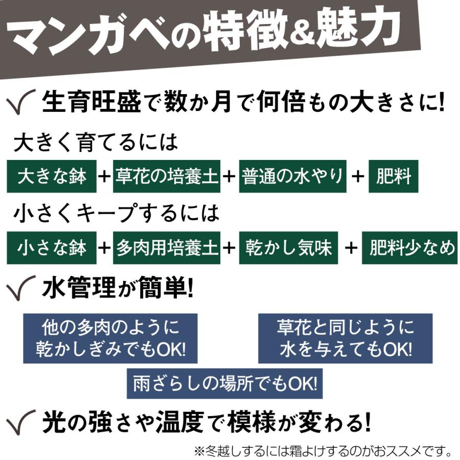 植物複数購入の方へ 超おすすめ】植物育成用LEDパネルライト