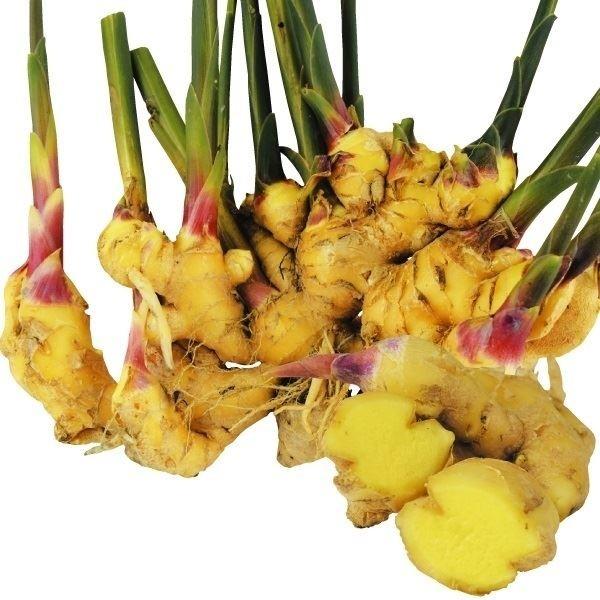 種ショウガ 大ショウガ (黄肉) 1kg / 生姜 しょうが 家庭菜園 自家菜園 安い 激安 万能 香りが良い 大きい 万能 黄金（Yahoo!・花と緑 国華園）