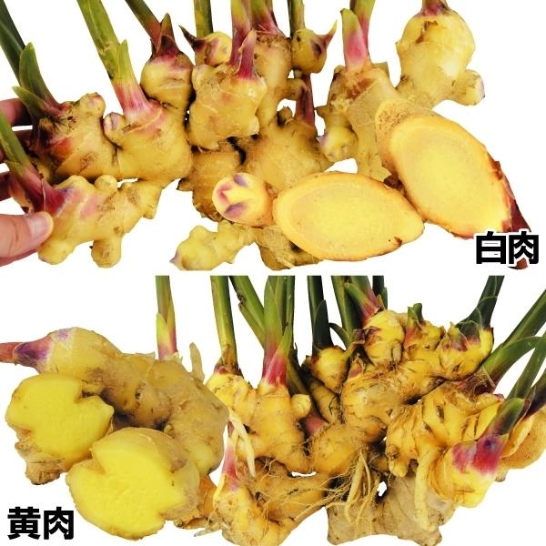 新規購入 ショウガ 種芋 激安黄白大ショウガセット 2種40kg 各kg 種生姜 生姜 種芋 種いも タネイモ ジンジャー 家庭菜園 自給自足 球根 国華園 本店は Www Thedailyspud Com