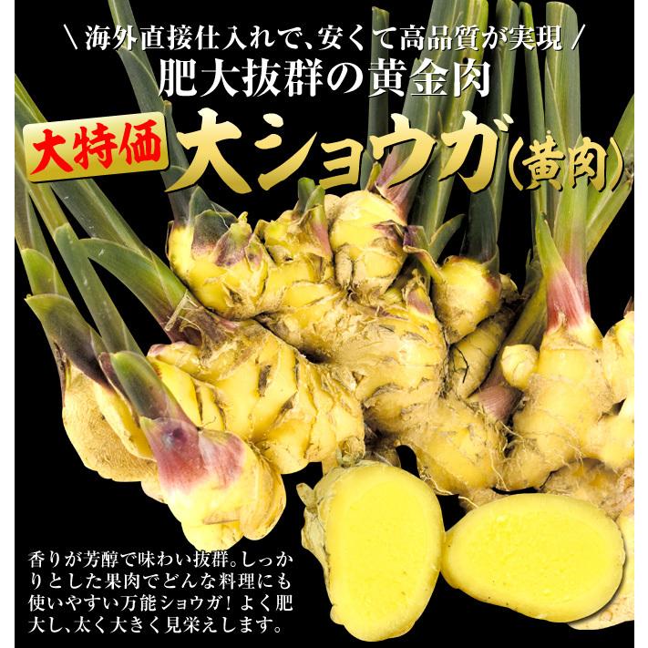 新規購入 ショウガ 種芋 激安黄白大ショウガセット 2種40kg 各kg 種生姜 生姜 種芋 種いも タネイモ ジンジャー 家庭菜園 自給自足 球根 国華園 本店は Www Thedailyspud Com