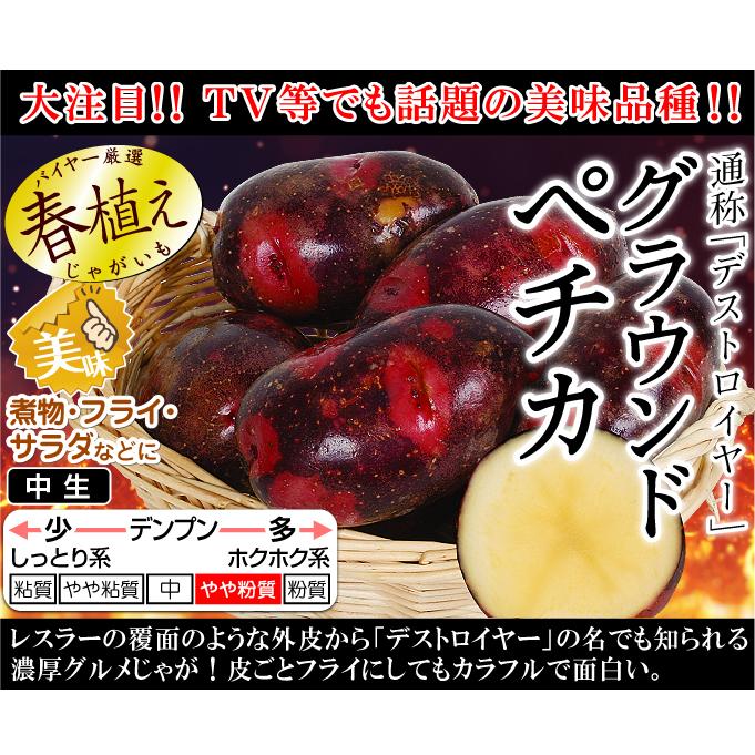 じゃがいも 種芋 グラウンドペチカ 2kg じゃが芋 馬鈴薯 種いも タネイモ 種ジャガ 種薯 家庭菜園 自給自足 球根 国華園 21 P3 0045 花と緑 国華園 通販 Yahoo ショッピング