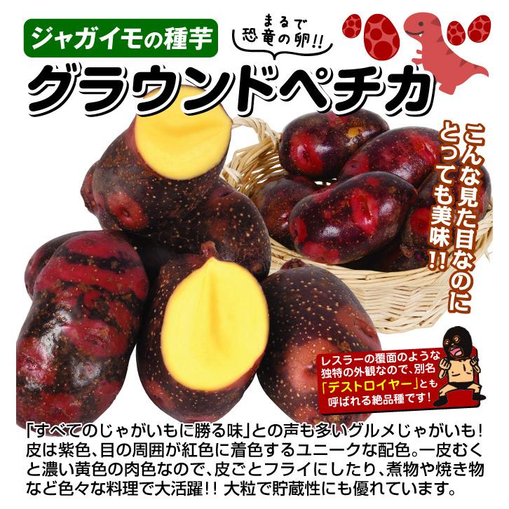 じゃがいも 種芋 グラウンドペチカ 2kg じゃが芋 馬鈴薯 種いも タネイモ 種ジャガ 種薯 家庭菜園 自給自足 球根 国華園 21 P3 0045 花と緑 国華園 通販 Yahoo ショッピング