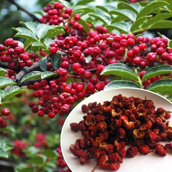 21最新のスタイル 山椒 苗木 華北山椒 1株 山菜など サンショウ 山椒の苗木 山椒の木 花椒 華椒 ホアジャオ 家庭菜園 自給自足 山菜苗 国華園 7月発送 Whitesforracialequity Org