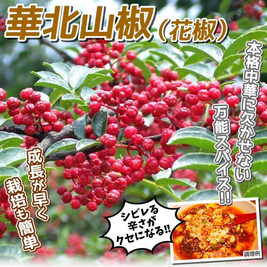 在庫あり 即出荷可 山椒 苗木 華北山椒 1株 山菜など サンショウ 山椒の苗木 山椒の木 花椒 華椒 ホアジャオ 家庭菜園 自給自足 山菜苗 国華園 7月発送 Aynaelda Com