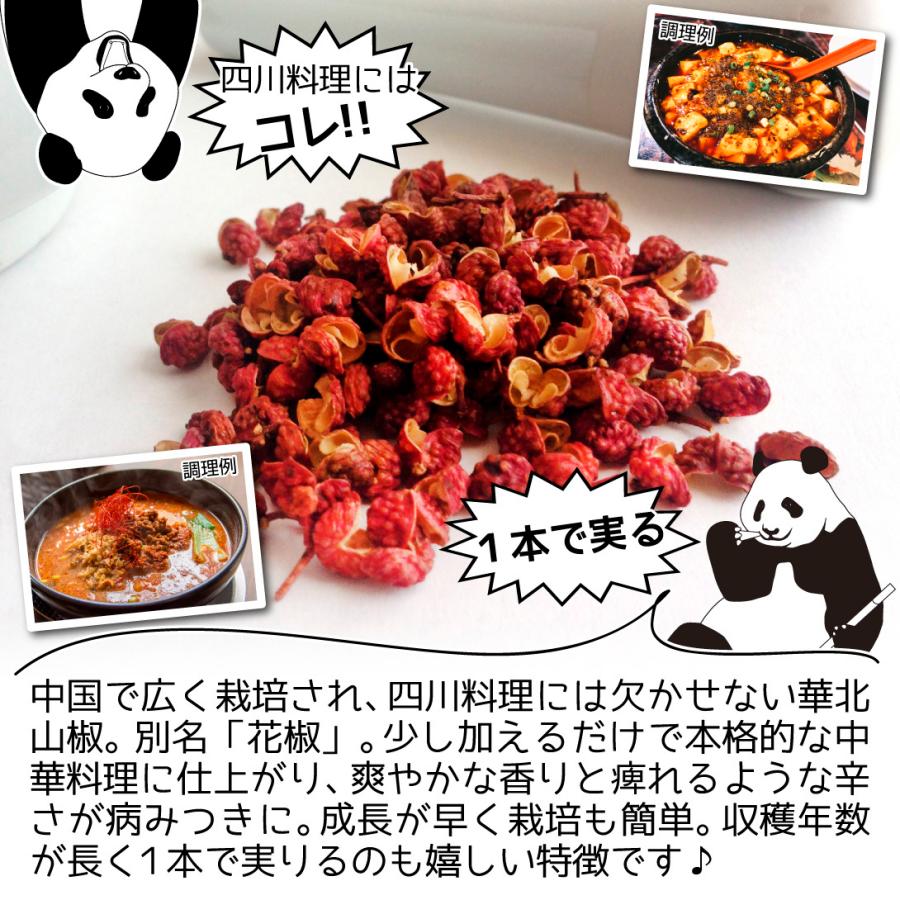 山菜など有用植物苗 山椒 華北山椒 1株 / サンショウ さんしょう サン 