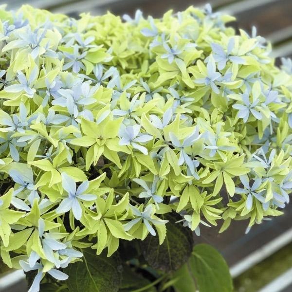 花木苗 アジサイ グリッター 品種登録出願中 1株 国華園 21 P4 0007 花と緑 国華園 通販 Yahoo ショッピング