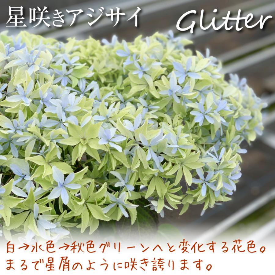 アジサイ 苗木 グリッター 品種登録出願予定 1株 紫陽花 あじさい アジサイの苗木 21 P4 0007 花と緑 国華園 通販 Yahoo ショッピング