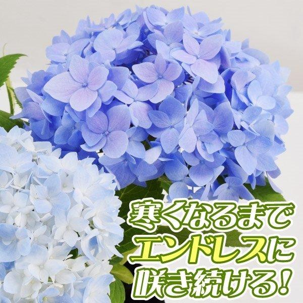 アジサイ 苗木 霧島の恵pvp 2株 紫陽花 あじさい アジサイの苗木 21 P4 0010 花と緑 国華園 通販 Yahoo ショッピング