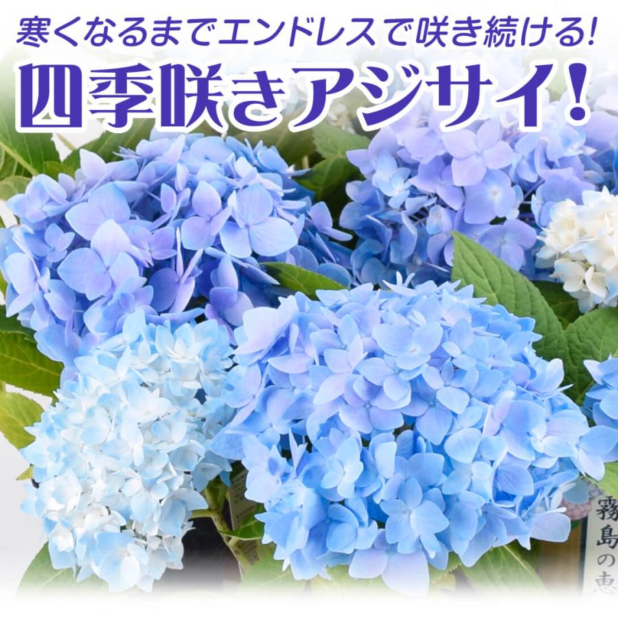 アジサイ 苗 苗木 霧島の恵pvp 2株 アジサイの木 紫陽花 あじさい アジサイの苗木 庭木 植木 花木苗 21 P4 0010 花と緑 国華園 通販 Yahoo ショッピング