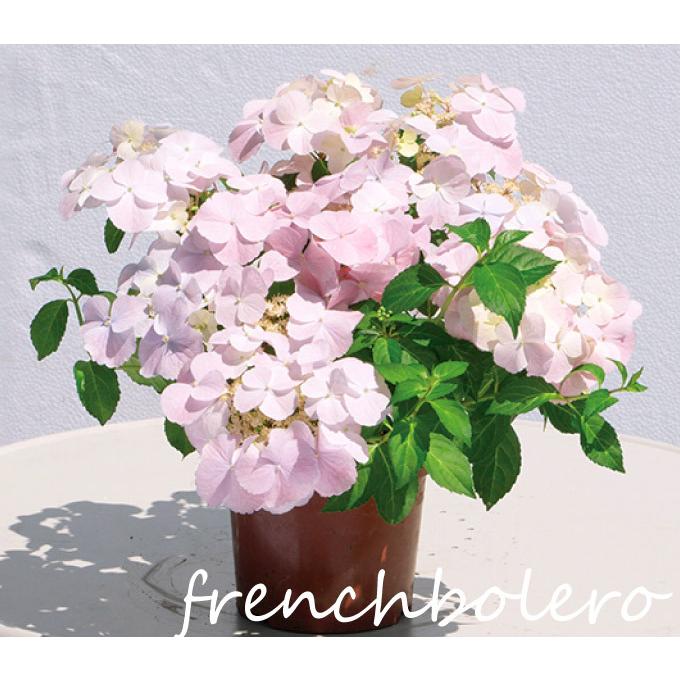 アジサイ 苗 フレンチボレロ 1株 花木苗 紫陽花 アジサイの苗 アジサイの木 国華園 あじさい 21 P4 0013 花と緑 国華園 通販 Yahoo ショッピング