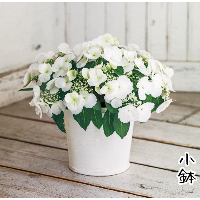 アジサイ 苗 ラグランジア R ブライダルシャワー 1株 花木苗 アジサイの苗木 紫陽花 ハイドランジア 国華園 あじさい Pw アジサイ苗 6倍 21 P4 0014 花と緑 国華園 通販 Yahoo ショッピング