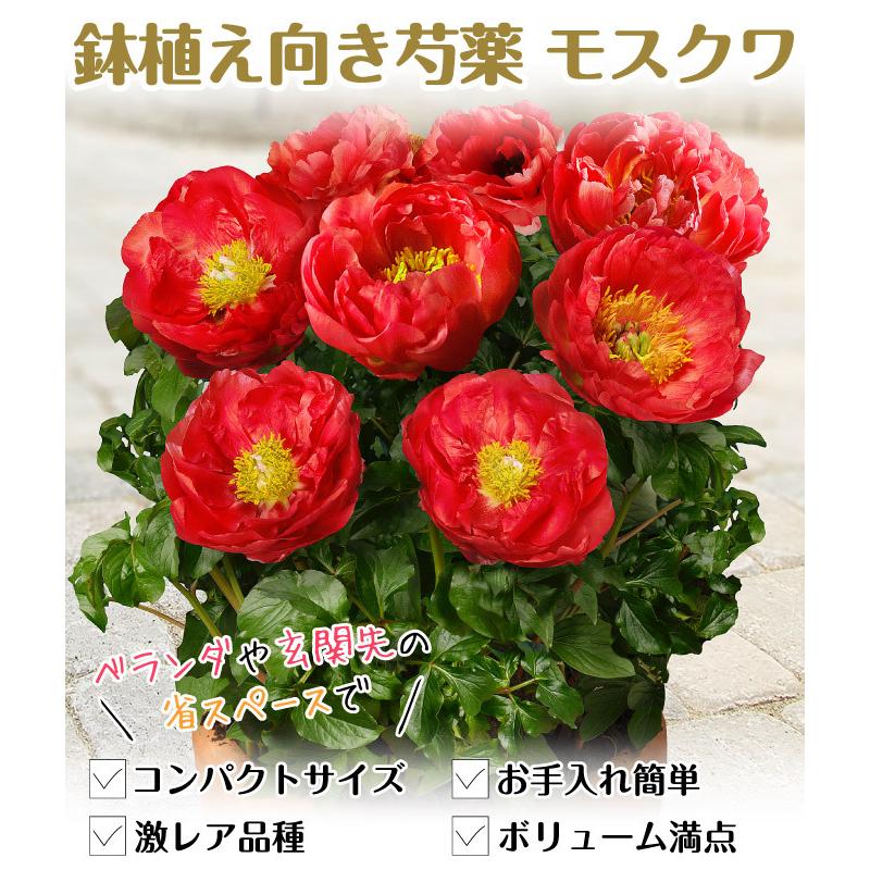 花木苗 鉢植え向き芍薬 モスクワ 1株 国華園 21 P4 0015 花と緑 国華園 通販 Yahoo ショッピング
